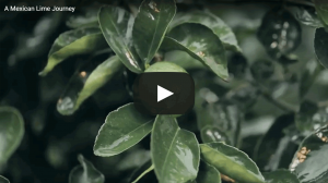 A Mexican Lime Journey - From Farm to Fruit Bowl Exotifruit Import Premium Quality Mexican Limes