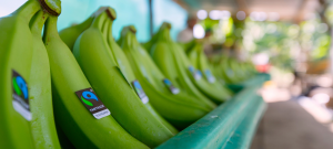 Discuss your green banana supply needs with us at Fruit Attraction 2018.