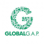 Coliman bananas are certified by GlobalGAP..