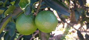 Mexican Lime Imports