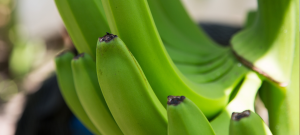 Amorita offers premium quality bananas and limes.
