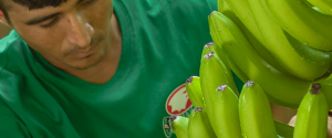 Working with only the most reputable and trusted fresh produce suppliers.
