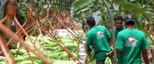 Allfresch Group works with only the most trusted and reliable producers and fresh produce suppliers around the world.
