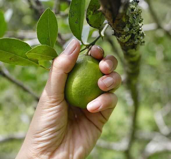 Mexican Lime Imports