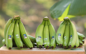 Coliman Organic Mexican Bananas