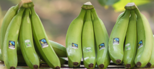 Coliman Allfresch produce and market premium quality organic fairtrade mexican bananas. For more info visit www.allfreschgroup.com