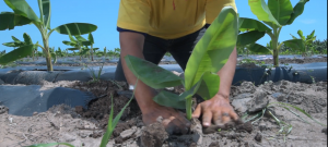 Coliman Organics