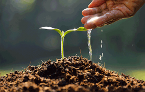 Difference Between Organic Fairtrade Fresh Produce