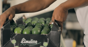 Mexican Lime Imports