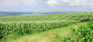 andrade sun farms brazil