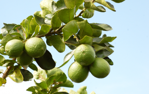 andrade sun farms