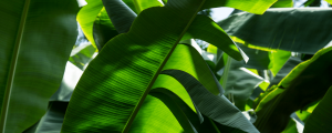 FInd out how Coliman Allfresch is working towards a more sustainable future... Allfresch Group Ltd.