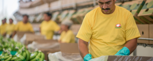 Coliman Export Mexican Bananas into China