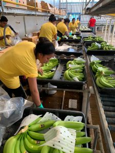 Coliman Export Mexican Bananas into China
