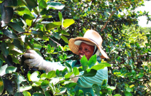 Proud Supporters of Fairtrade Fortnight 2020