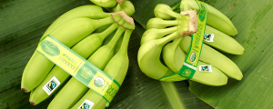 Organic September - Top 5 Reasons to Buy Organic Produce
